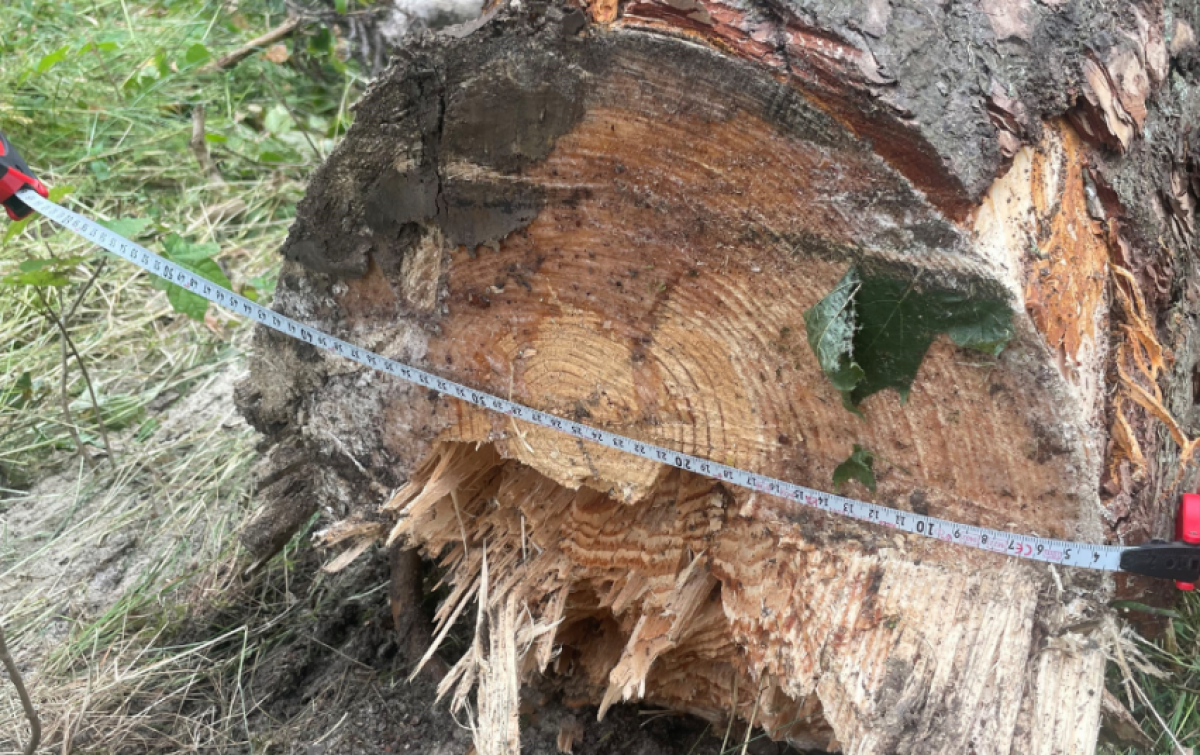 Aplinkosaugininkai atlieka tyrimą dėl Nidoje nukirsto saugotino medžio
