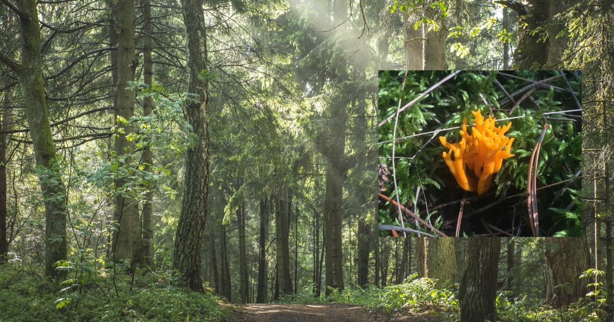 Rudenį, vaikštant Kuršių nerijos miškais, samanų paklotėje galima pamatyti ryškias „liepsneles“