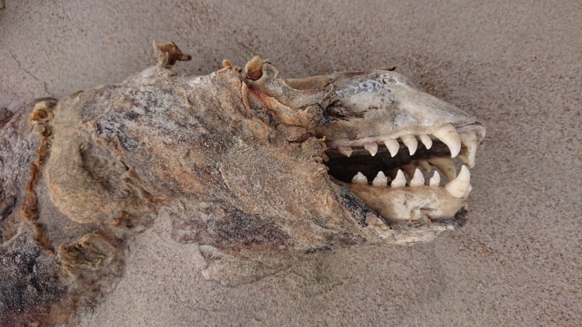 Daugiau nei dvi savaites Smiltynėje guli pūvantis ruonio kūnas (FOTO)