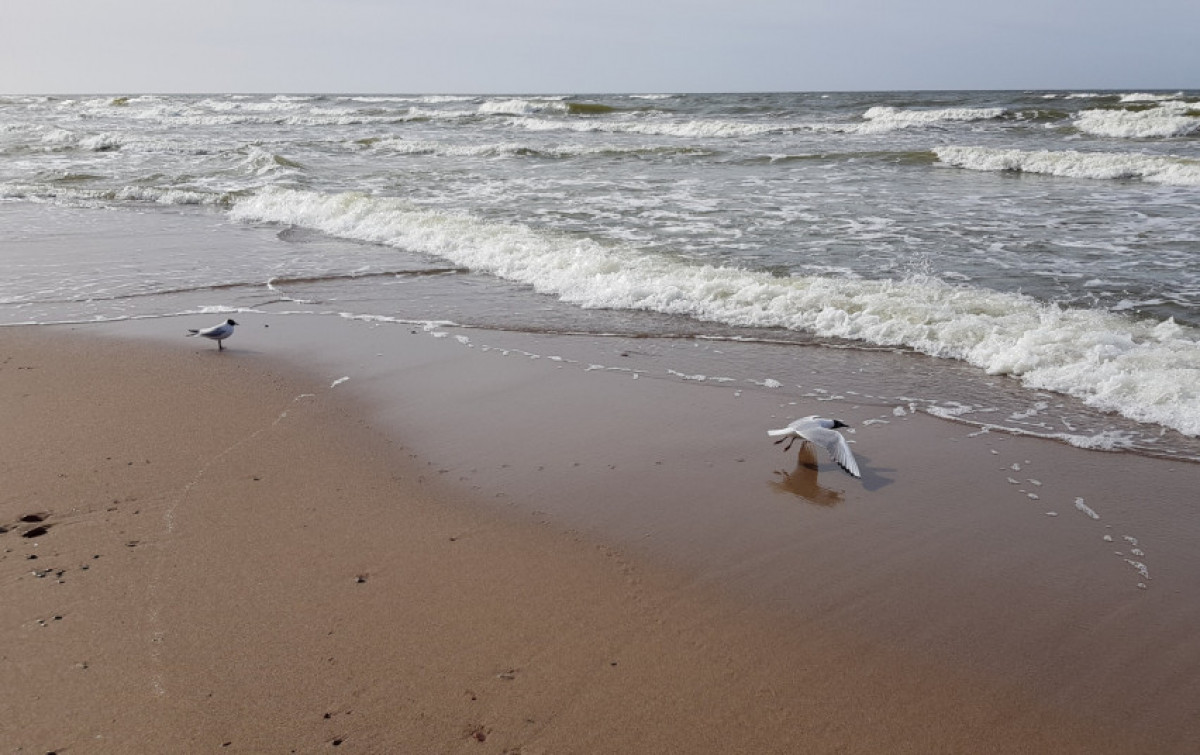 Baltijos jūra įtraukta į ekologiškai ar biologiškai reikšmingų jūrų vietovių tinklą