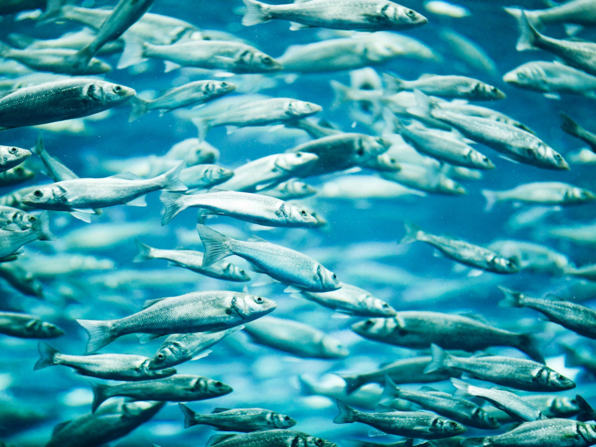 Minint Pasaulinę laukinės gamtos dieną: kodėl vandenyne vis sunkiau rasti „žuviuką Nemo“?