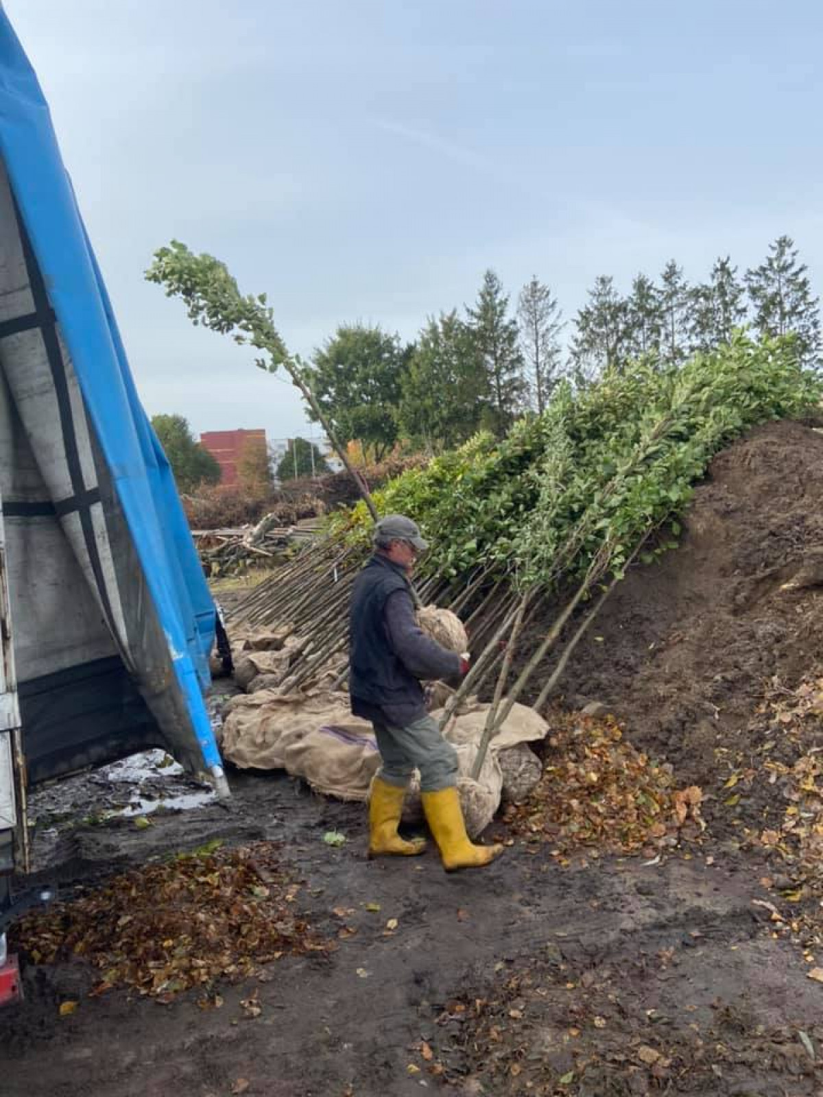 Šilutiškių skausmas – medžiai: vienus iškirtus jau sodinami kiti
