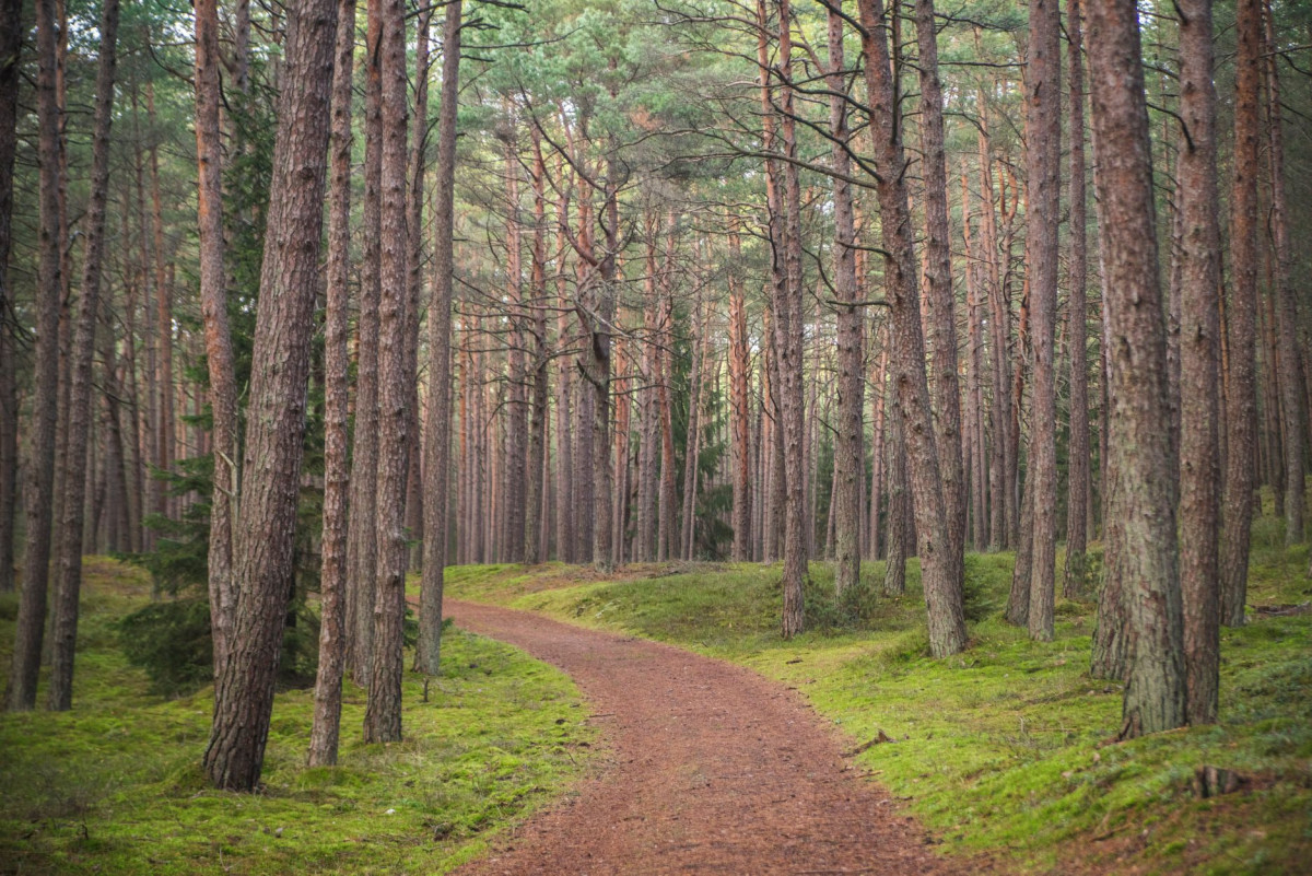Priimtas sprendimas dėl miško kirtimų Kuršių nerijos nacionaliniame parke