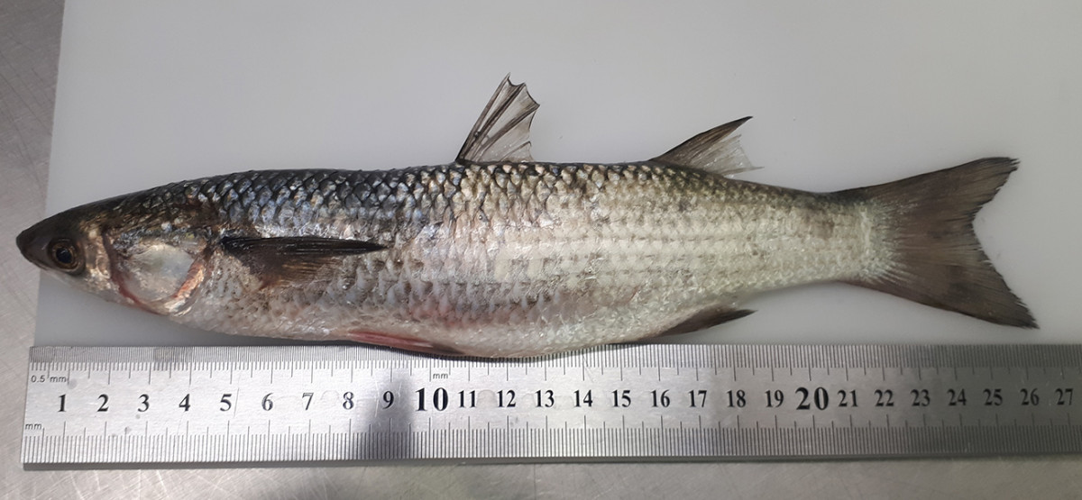 Kuršių mariose aptikta nauja Lietuvai pietinių kraštų žuvų rūšis