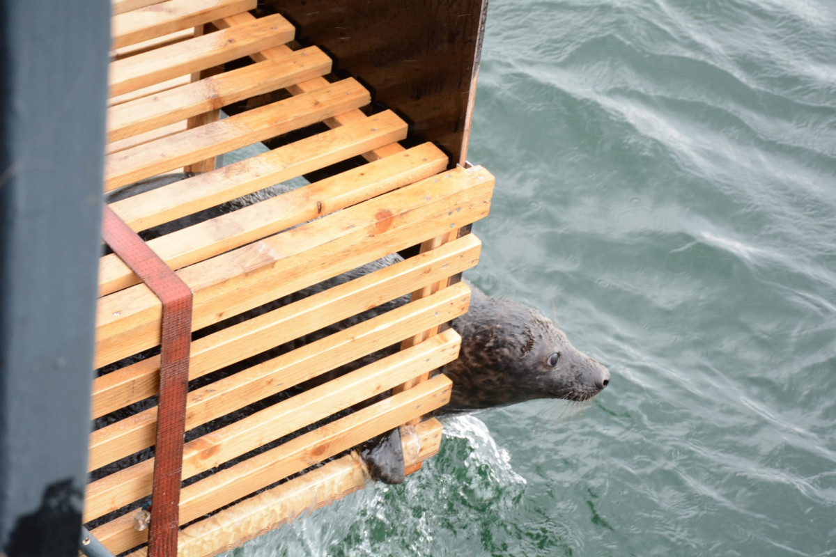 Šiandien į Baltiją paleisti dar penki jūrų muziejuje išslaugyti ruoniukai