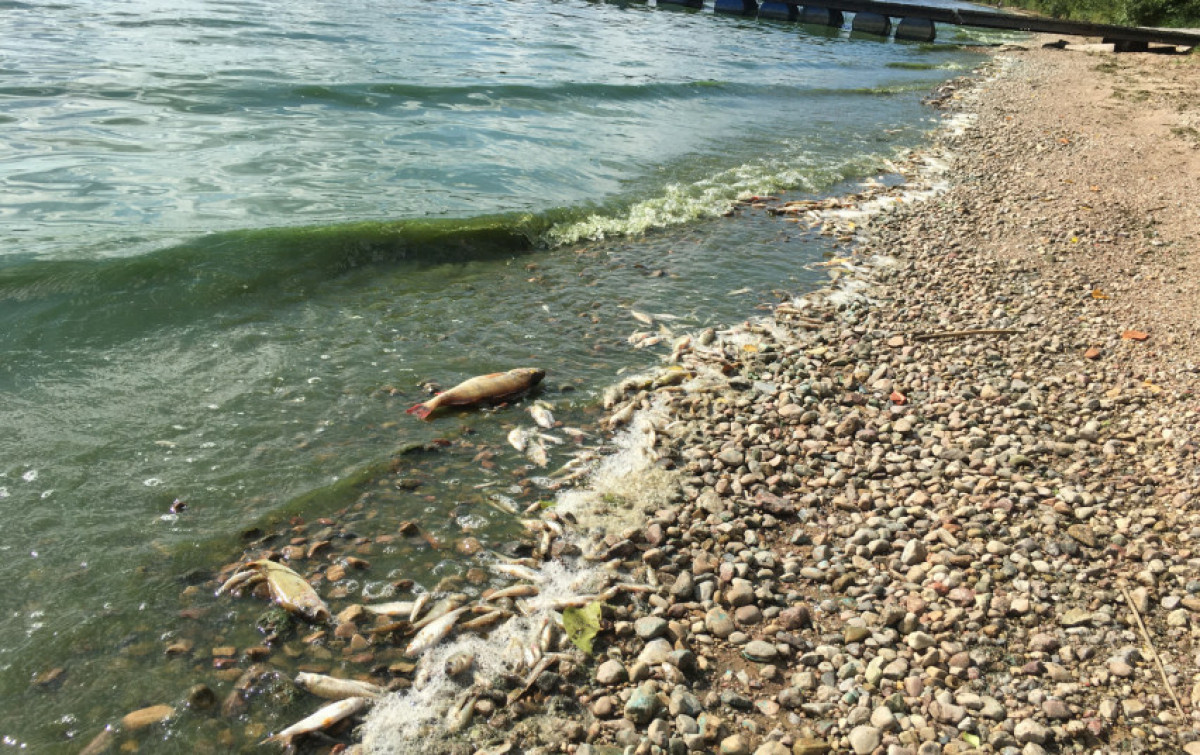 Aplinkosaugininkai: Šilutės rajone žuvys gaišo dėl deguonies trūkumo