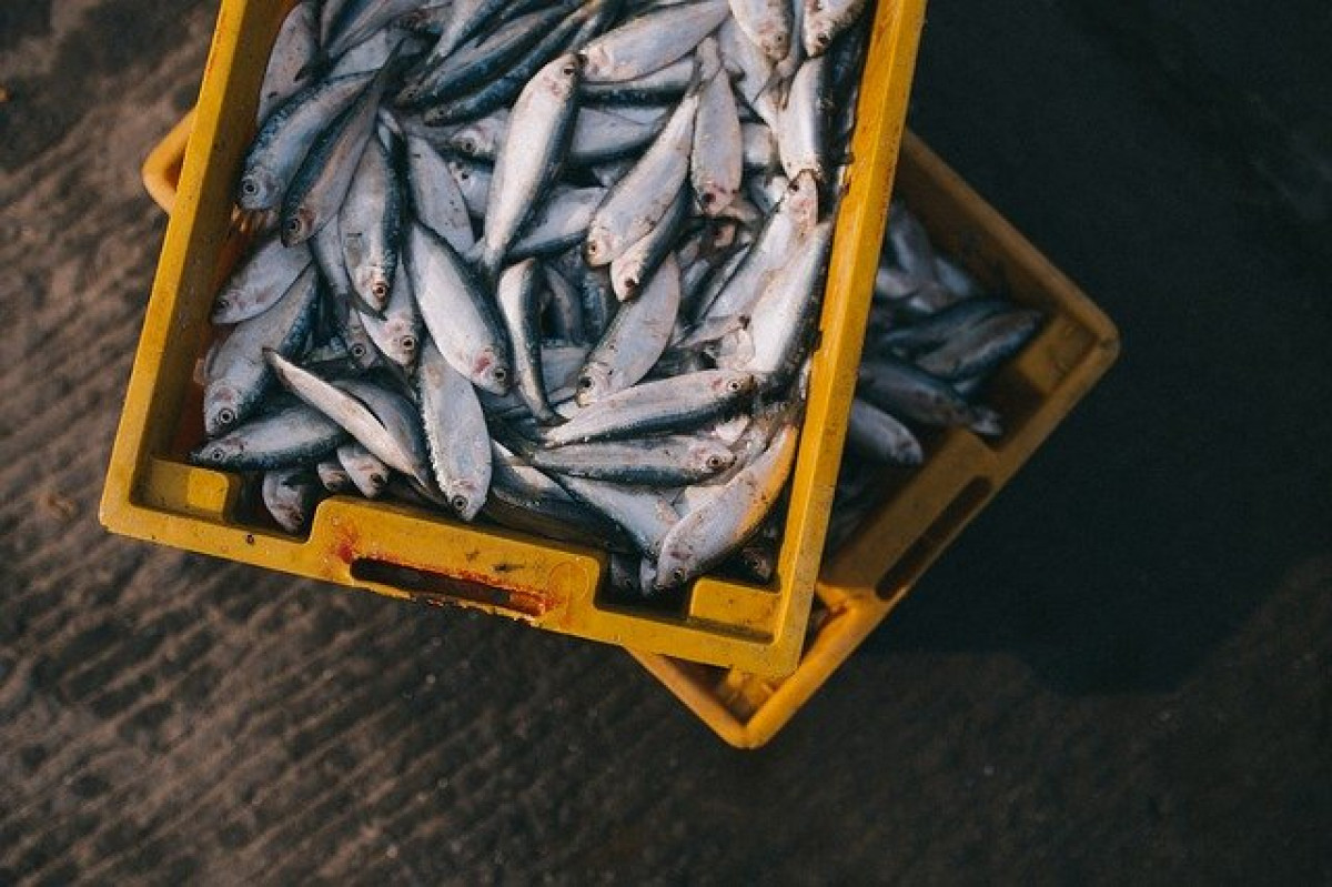 Ministras: verslinė žvejyba neapsimoka – teks saugoti žuvies išteklius