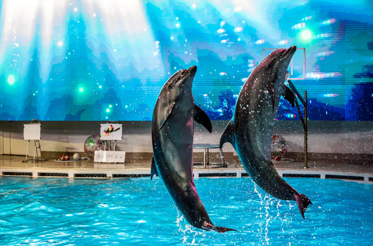 Lietuvos jūrų muziejuje - naujas delfinų ir kaliforninių jūrų liūtų pasirodymas „Žaliasis spindulys“