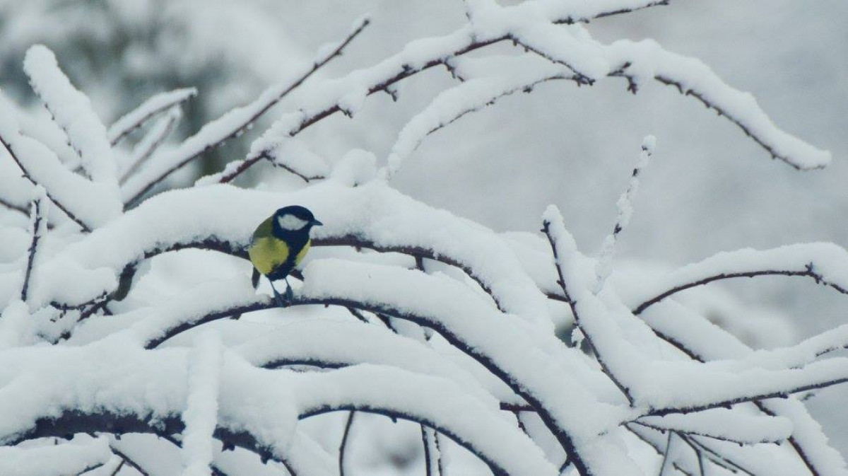 Jau 15 -tąjį kartą ornitologai organziuoja Kalėdinį paukščių stebėjimo maratoną
