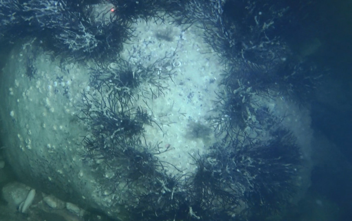 Pradėtas biologiškai vertingiausių jūros dugno buveinių – rifų – monitoringas