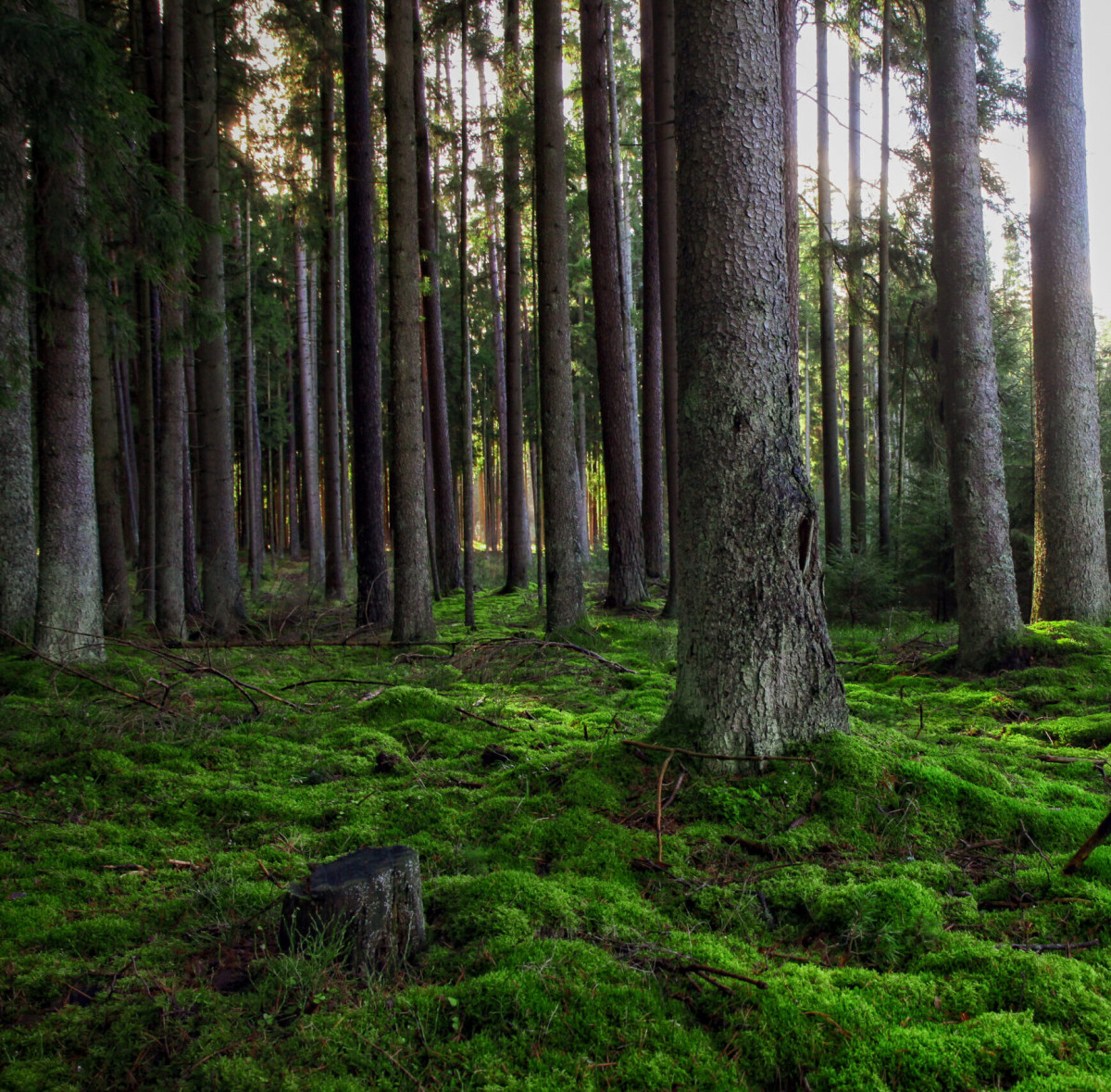 VMU skirs dar didesnį dėmesį biologiškai vertingų medžių išsaugojimui