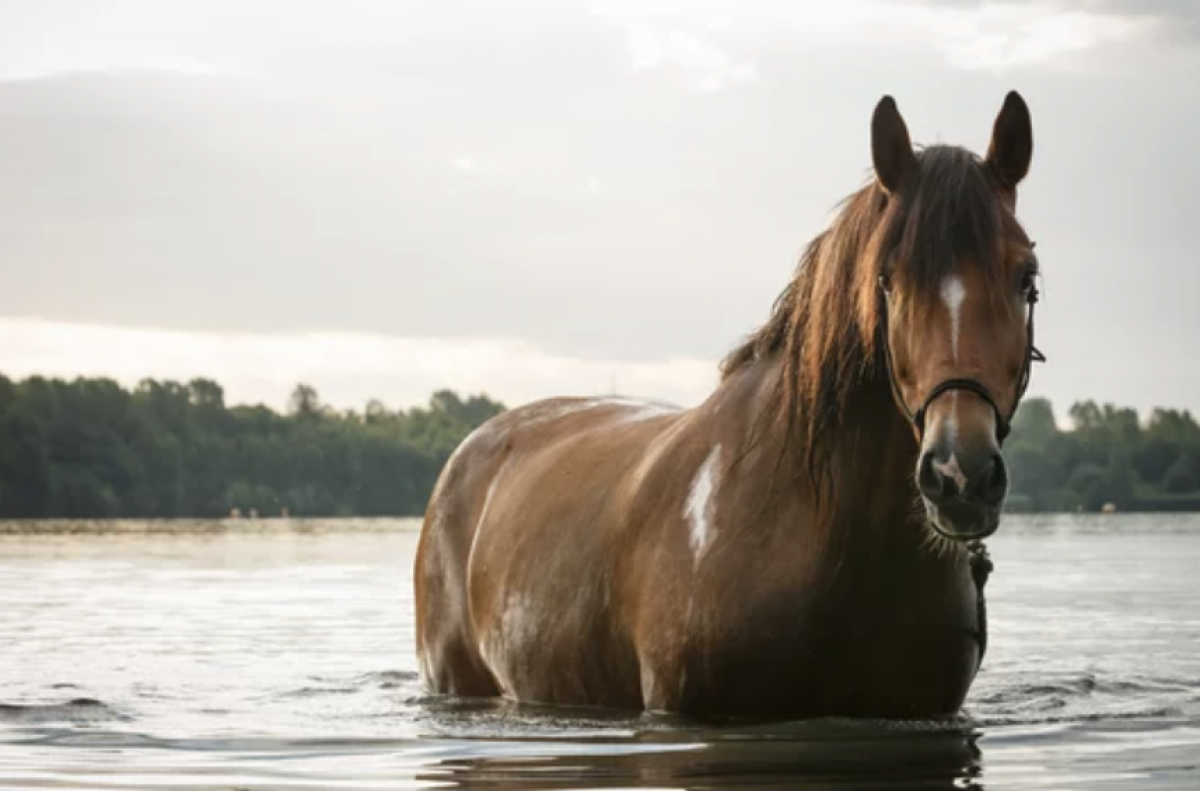 Klaipėdos rajone arkliai pateko į Minijos potvynio spąstus