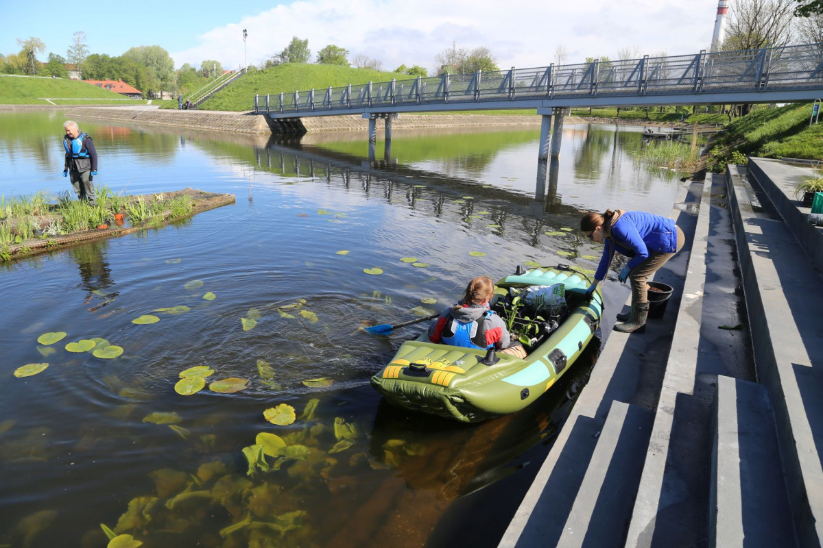 Klaipėdos universiteto mokslininkų kuriamos salos ir valo vandenį, ir puošia aplinką