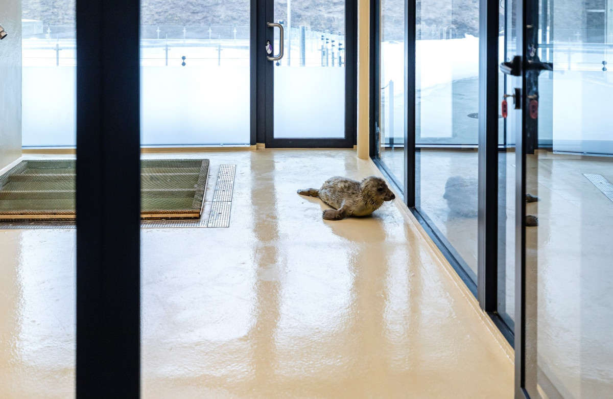 Baltijos jūros gyvūnų reabilitacijos centre - pirmasis ruoniukas