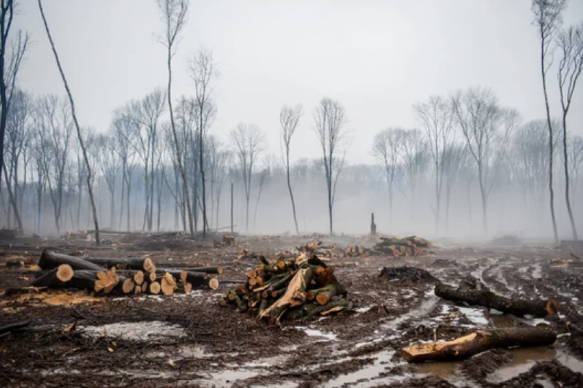 Už neteisėtą miško kirtimą nubausta Skuodo raj. įmonė, jos direktoriui – lygtinis laisvės atėmimas