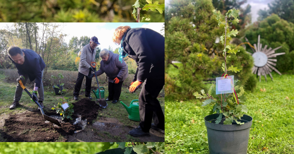 Klaipėdos universiteto botanikos sode pasodintas Stelmužės ąžuolo palikuonis primins svarbias datas