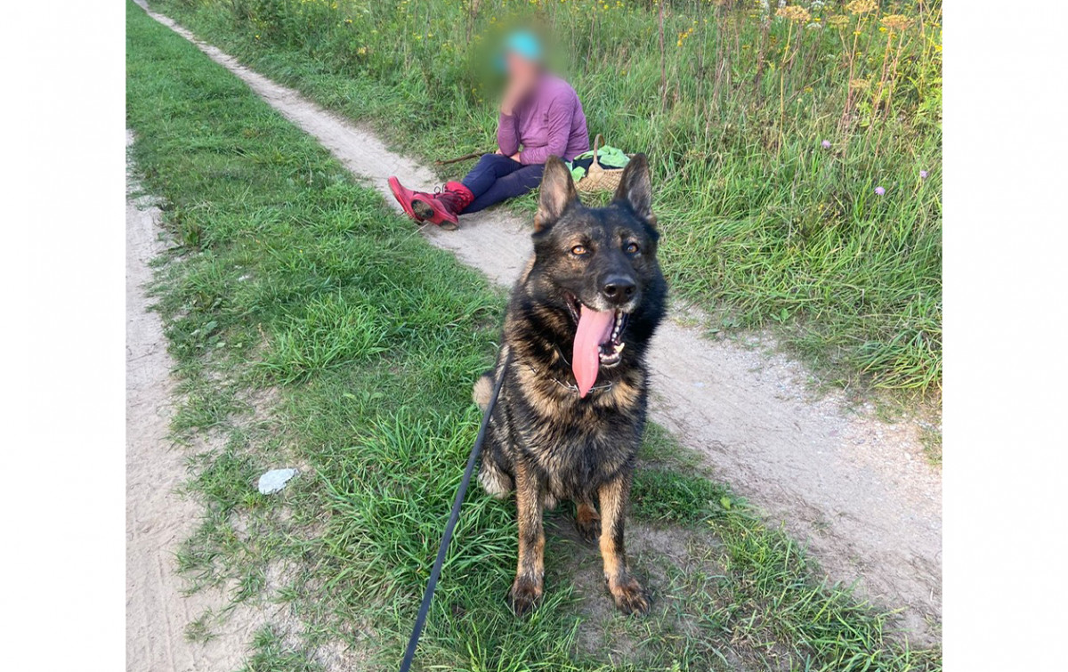 Klaipėdos apskrities kinologų šuo surado pasiklydusią grybautoją