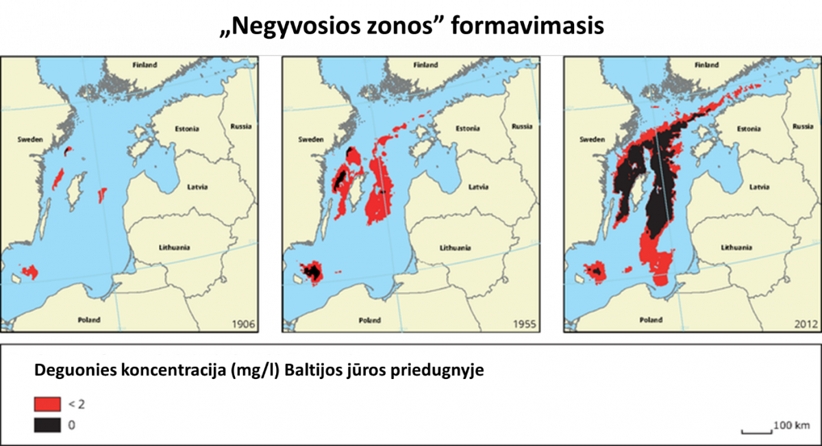 negyvoji zona baltijos jūra