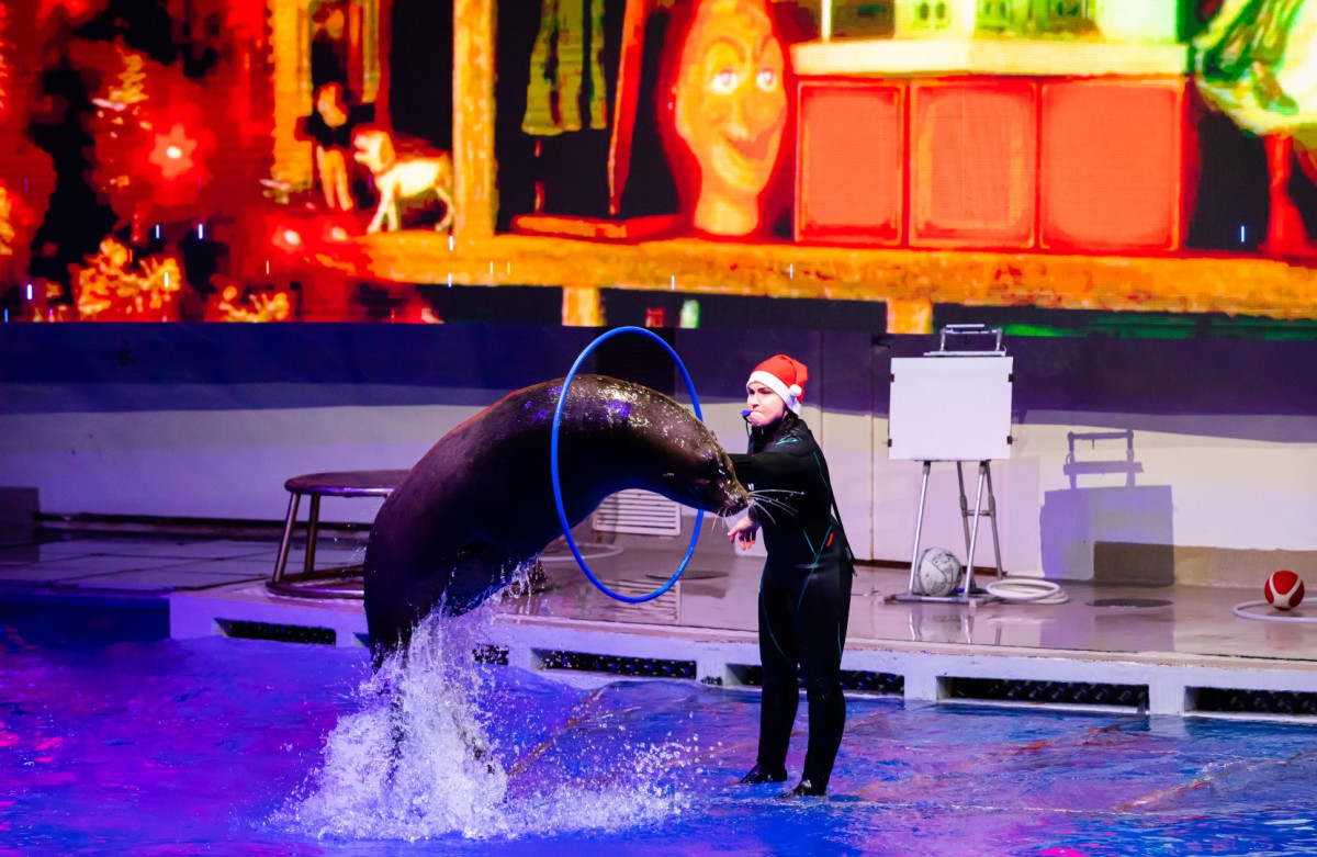 kalėdinė pasaka su delfinais