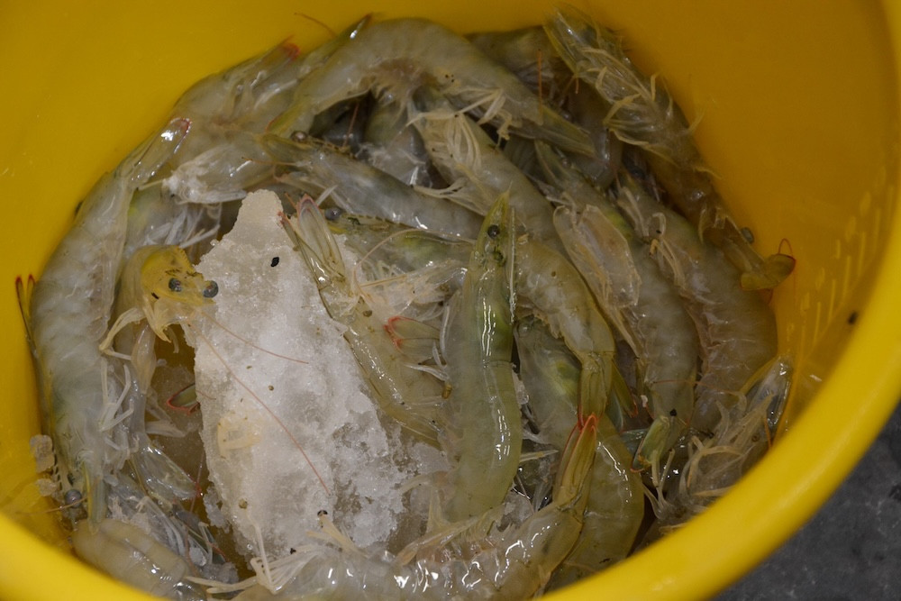 prawns