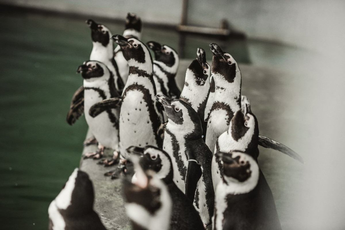lietuvos jūrų muziejaus pingvinai