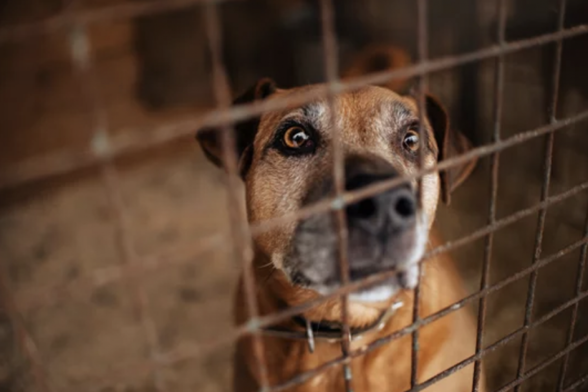 Lietuvą sukrėtusios galimai nelegalios šunų daugyklos Kretingos rajone byla perduota teismui