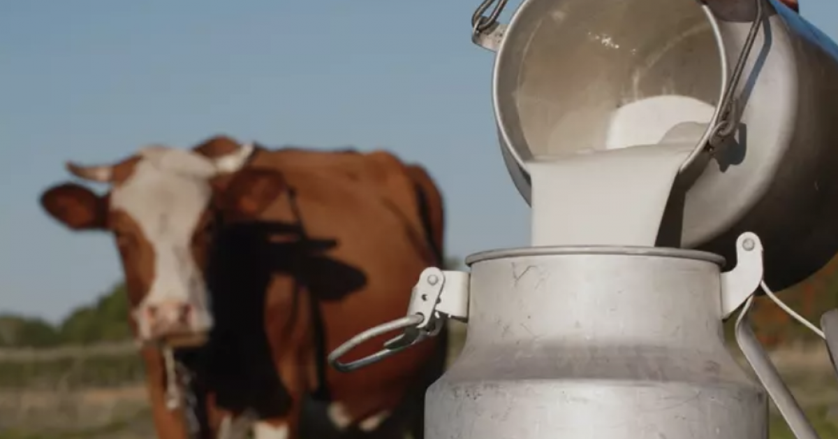 VMVT: Lietuvoje gerėja žaliavinio pieno kokybė
