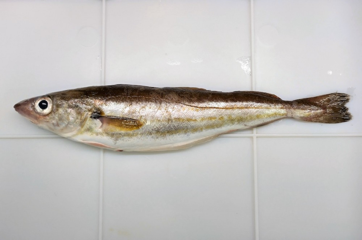 Baltijoje paklydusi svetimų jūrų žuvis pateko į žvejų gaudykles ir mokslininkų rankas