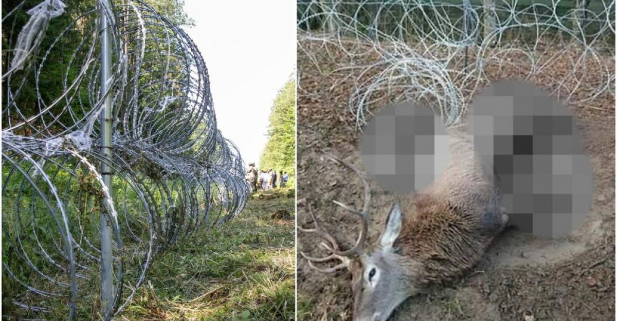 Medžiotojai skambina pavojaus varpais: spygliuota tvora nuo migrantų gali tapti spąstais laukiniams gyvūnams