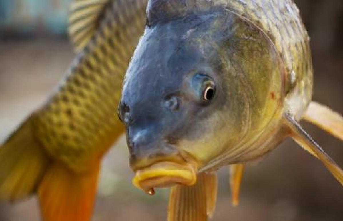 Aptarti nauji gyvūnų gerovės standartai prekiaujant žuvimi