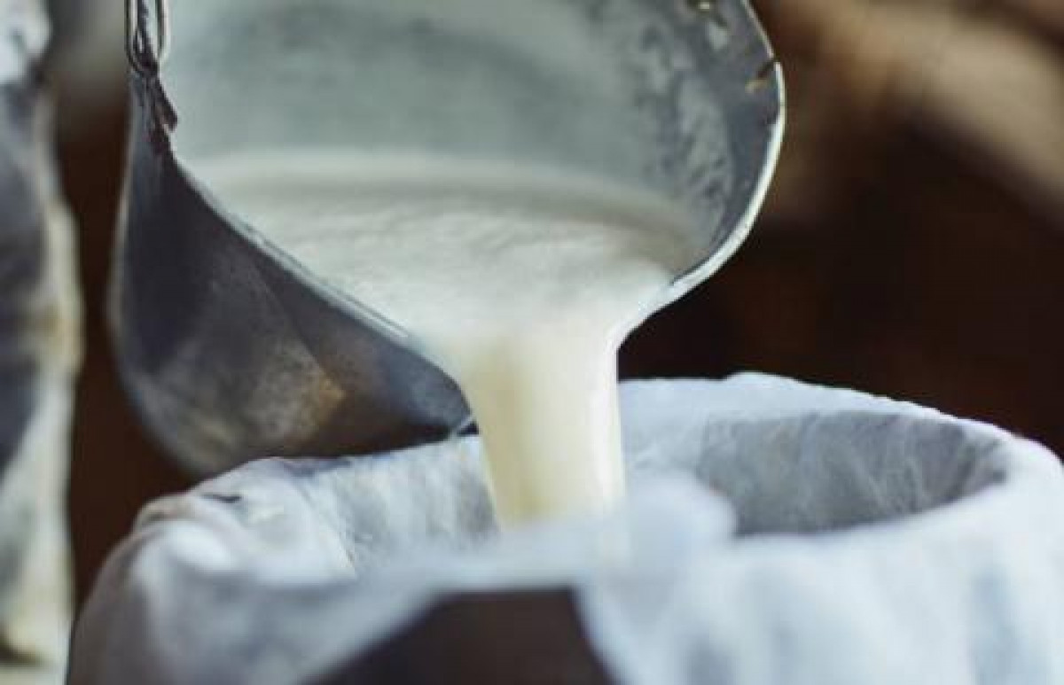 Pieno produktų gamintoja žalią pieną supirkinėjo iš nelegalaus punkto, falsifikavo mėginius
