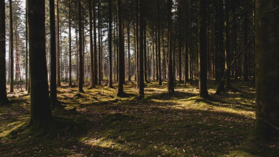 Išsakyti nuomonėms dėl Girulių miško – mažiau nei savaitė