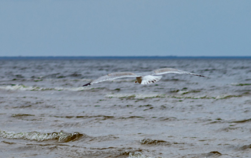 Bus tęsiami Baltijos jūroje žiemojančių vandens paukščių stebėjimai