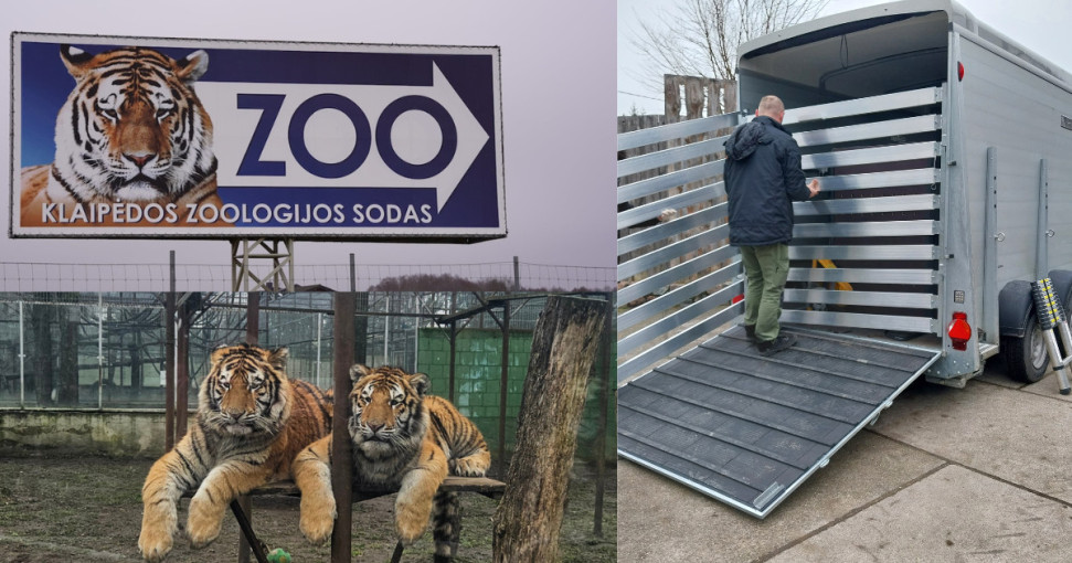 Teismas pripažino Klaipėdos zoologijos sodo pažeidimus dėl žiauraus elgesio su tigrų jaunikliais ir neteisėto šių gyvūnų eksponavimo
