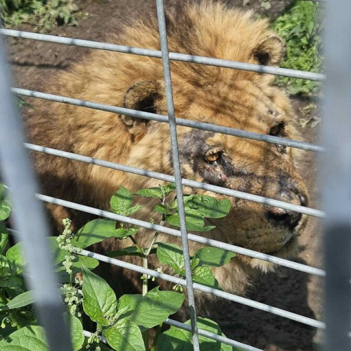 Teismo nutartimi planuojama paimti laukinius gyvūnus iš Klaipėdos zoologijos sodo – įtariama, kad jų sveikatos būklė gali būti kritinė