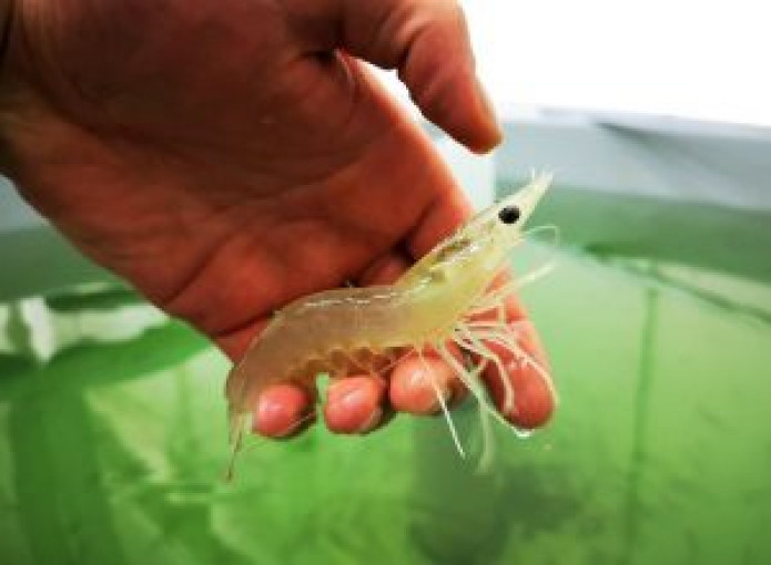 Senkant krevečių ištekliams vandenynuose, Lietuvoje žvilgsnis krypsta į akvakultūros ūkius