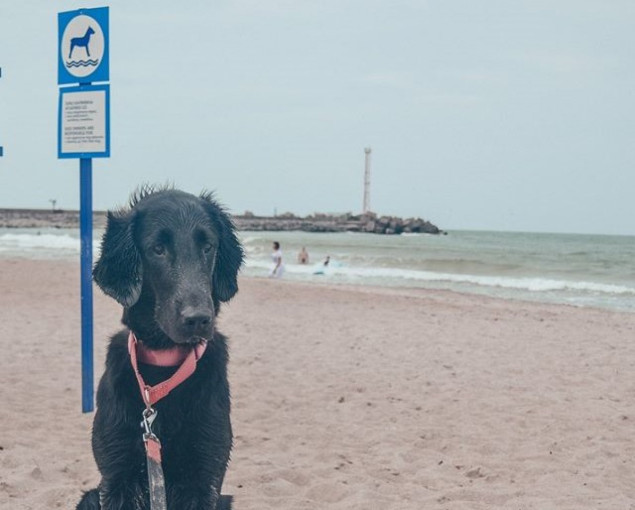 Klaipėdos pajūris turi šunims skirtą paplūdimį apie kurį  žino ne kiekvienas