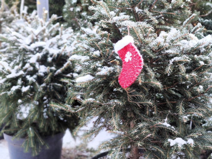 Klaipėdos universiteto botanikos sodas priims atitarnavusias vazonines Kalėdų eglutes