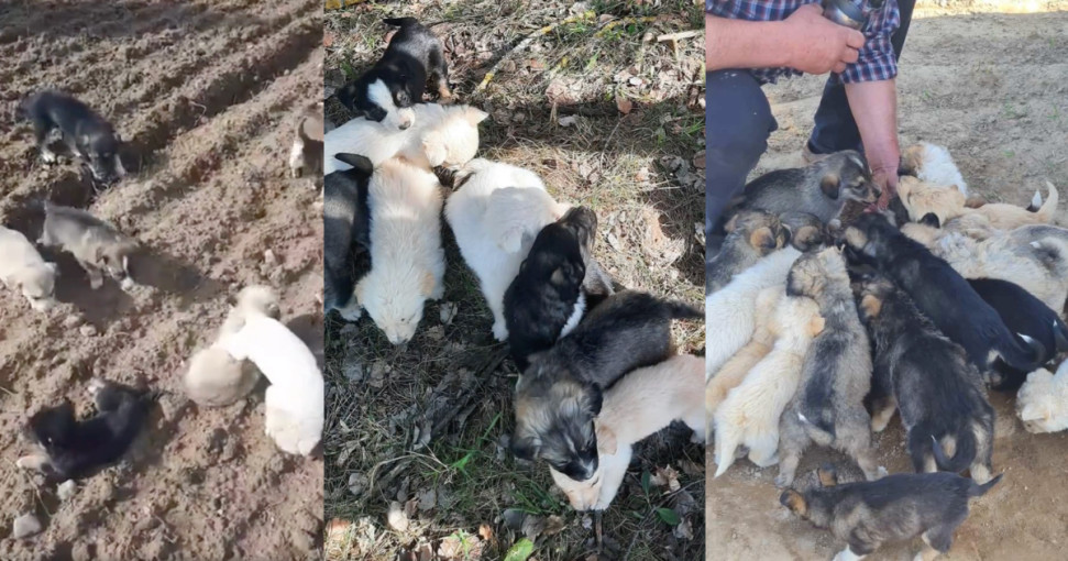 Laukuose rado išmestus dvidešimt šuniukų: prieglauda prašo pagalbos