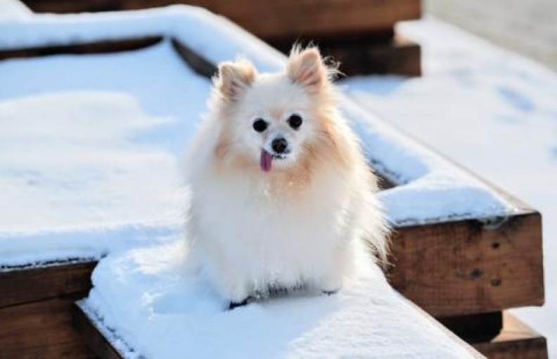VMVT pataria: kaip prižiūrėti naminius gyvūnus žiemą?