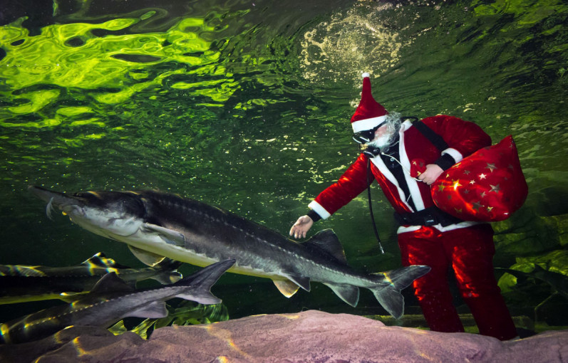 Klaipėdoje akvariume nardo Kalėdų senelis, veikia kalėdų paštas