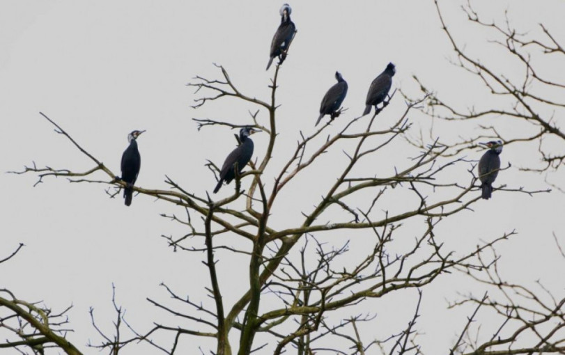 Šalyje suskaičiuota daugiau kaip 9 tūkst. perinčių didžiųjų kormoranų porų