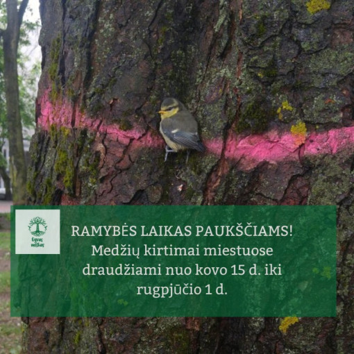 Nuo kovo 15 dienos draudžiama kirsti medžius. Pasirodė ir peticija