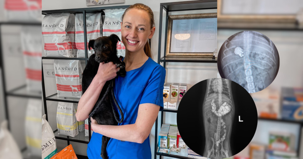Trušeliuose įsikūrusios „Happy vet" veterinarijos klinikos įkūrėja ir gydytoja: fiksuojamas padaugėjęs incidentų skaičius