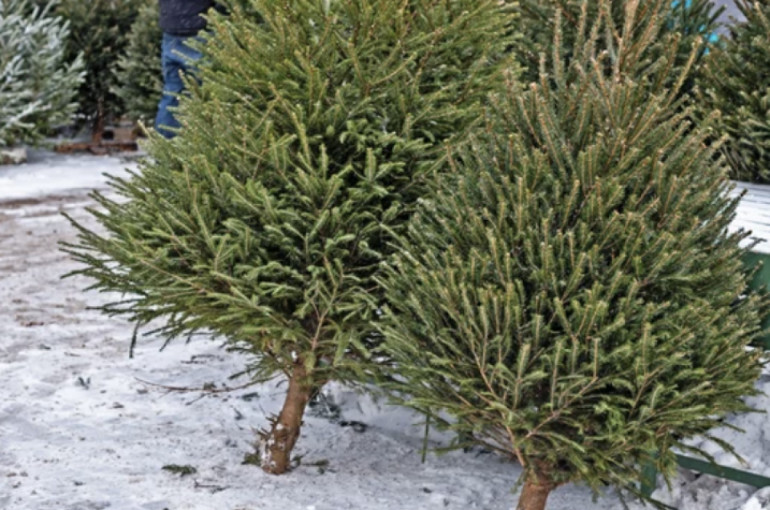Miškų urėdija pradeda prekybą Kalėdų eglutėmis ir jų šakomis