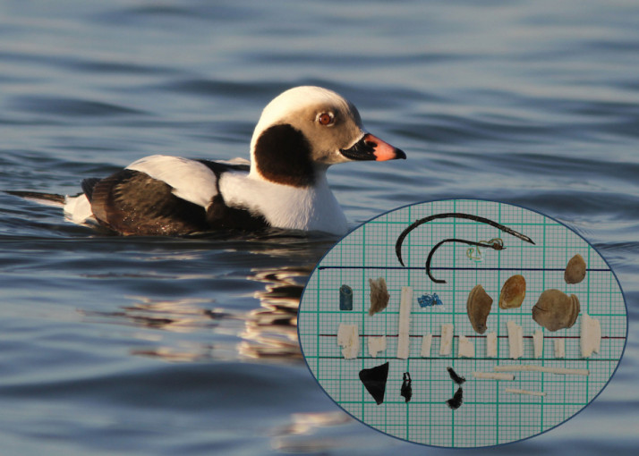 Baltijos jūros paukščių skrandžiuose mokslininkai aptiko plastiko ir kitokių šiukšlių