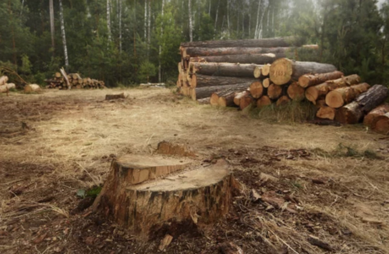Teismas patvirtino aplinkosaugininkų skirtas administracines baudas atsakingiems asmenims dėl Rusnėje nupjautų medžių