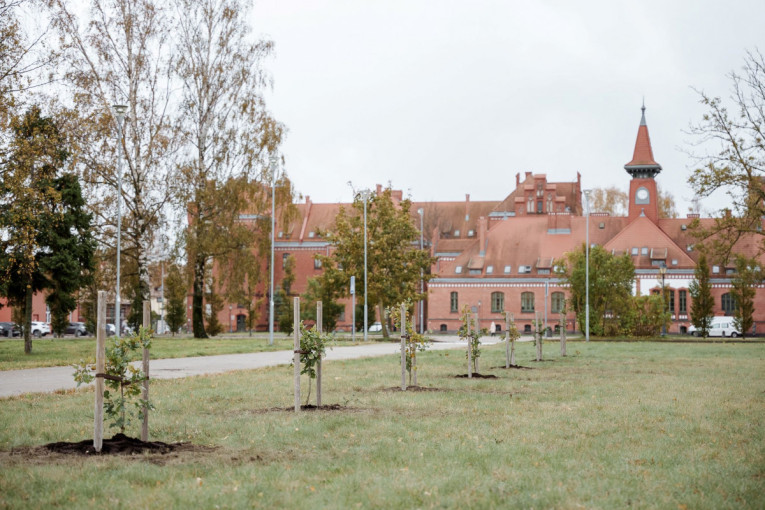 Šimtamečiai Klaipėdos universiteto ąžuolai „pasėjo“ jubiliejinę ąžuoliukų alėją