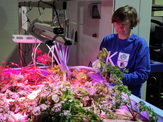 KU mokslininkų eksperimentas: ar Lietuvoje auginsime daržoves su žuvų pagalba?