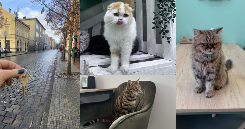 Jau greitai Klaipėdoje duris atvers išskirtinė kačių kavinė „Katino slėnis“: lankytojų lauks ramybės ir jaukumo oazė